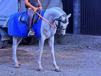 Cavalo, Arabian horse — foto 1