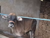 Bulle, Brahman — Foto 1