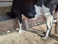 Vaca, Raza Holstein — foto 1
