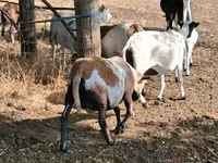 母羊, Cameroon sheep — 照片 4