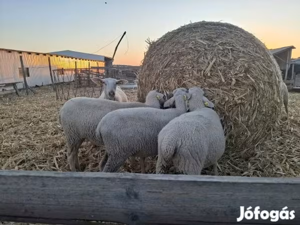 Schaf, Luzein sheep