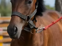 Kůň, Anglo-Arabian — foto 1