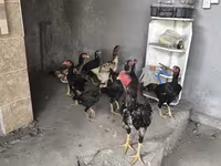 Chickens — Foto 2