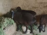 نعجة, الأغنام — الصورة 1