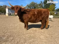 بقرة, Highland — الصورة 5