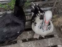 Ducks — 照片 4