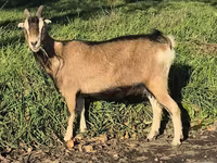 Cabra, Alpine goat — foto 7