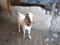 تيس, Boer goat — الصورة 2