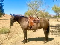 Hengst, Quarter Horse — Foto 3