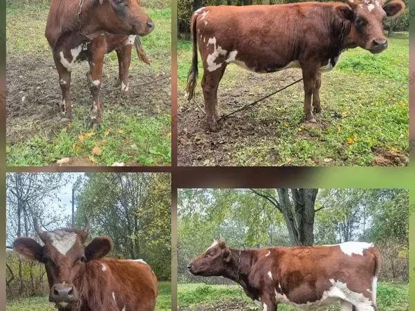 Vache, Ayrshire