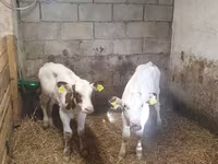 Buğa, Simmental cattle — foto 3