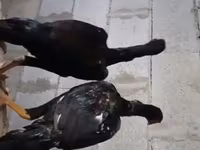 Ayam Cemani — photo 2