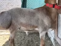Ram, Rhon sheep — photo 8