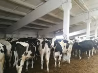 Krowa, Rasa jerseyjska — zdjęcie 8