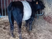 Vache, Vache galloise — photo 3