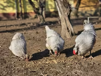 Araucana — Foto 2