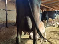Vaca, Ganado vacuno — foto 3