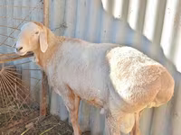 كبش, Rhon sheep — الصورة 3