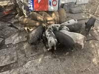Boar, Австралийская дикая — photo 3