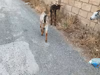 عنزة, الماعز — الصورة 7
