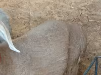 Qoyun, Arashan sheep — foto 3