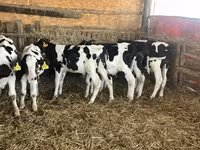 Býk, Russian Black pied cattle — foto 3