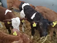 Bovins (lot, sexe non indiqué), Simmental cattle — photo 6