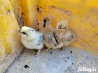 Silkie — foto 3
