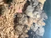 سيلكي — الصورة 4