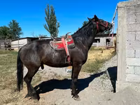 حصان, Karabair horse — الصورة 1