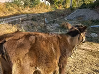 Taureau, Brune lettone — photo 2