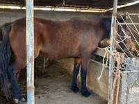 حصان, Tatar horse — الصورة 4