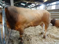 Taureau, Partenaise cattle — photo 2