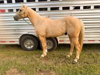 Cheval, Quarter Horse — photo 4