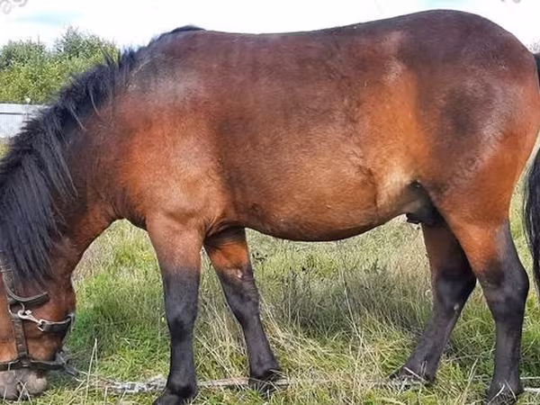 Kůň, American shetland pony