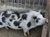 Boar — photo 1