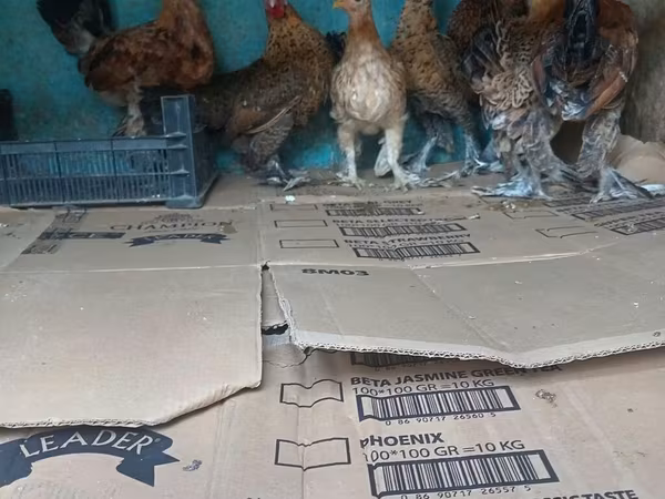 bantam japonais