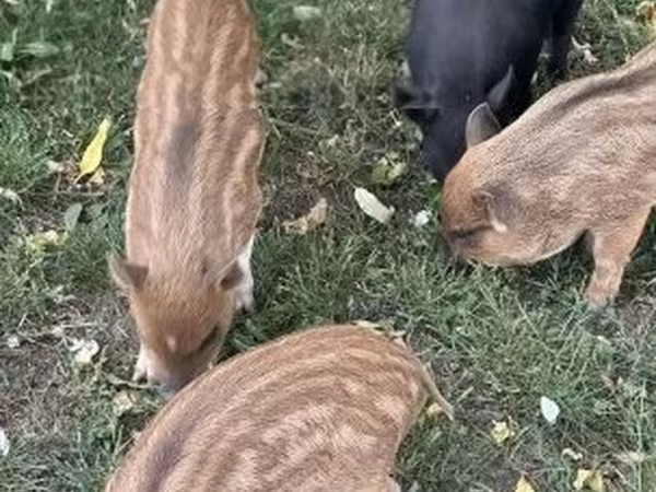 Pigs (batch, sex not specified), 