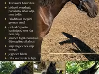 Kobyła, Kladruber — zdjęcie 2