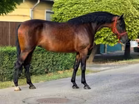 母马, Horses — 照片 1