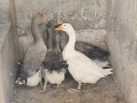 Індійська ігрова — фото 2