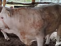 सांड, Simmental cattle — फ़ोटो 1