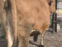 Vaca, Ganado vacuno — foto 7
