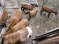 公羊, Cameroon sheep — 照片 3
