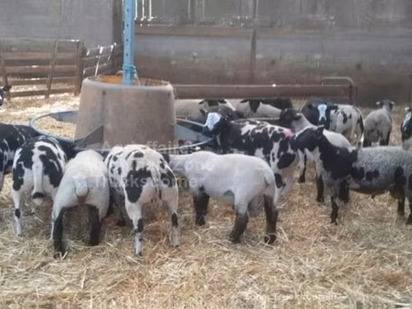 मेढ़ा, Zwartbles sheep