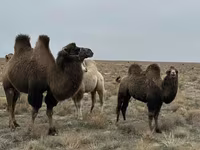 ラクダ（ロット、性別未指定）, Kazakh Bactrian camel — 写真 1
