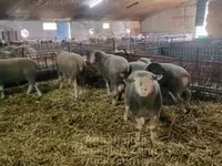 Schaf, Ile-de-France sheep — Foto 3