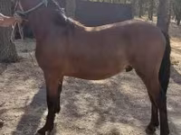 Cheval, Chevaux — photo 1