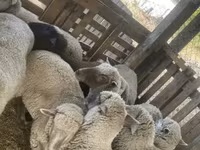 Sheep, Blackheaded Persian sheep — photo 4