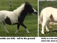 Horse (M), Miniature horse — photo 7